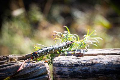 Close-up of insect on wood