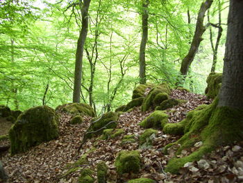 Trees in forest