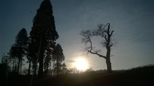 Low angle view of silhouette trees against sky during sunset