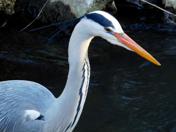 Close-up of a duck