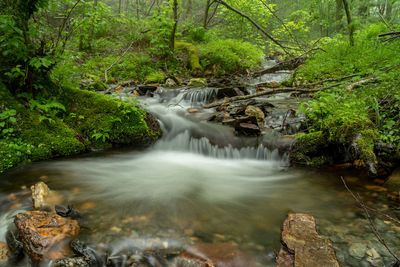 Scenic view of waterfall in forest