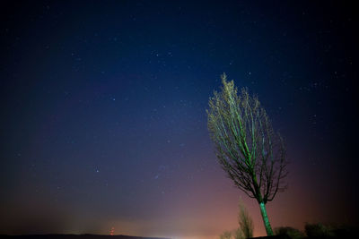 Low angle view of tree against sky at night