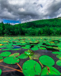 Water lily in lake against sky