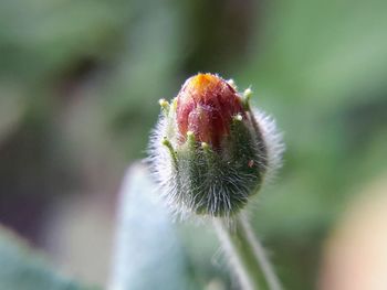 Close-up of flower bud