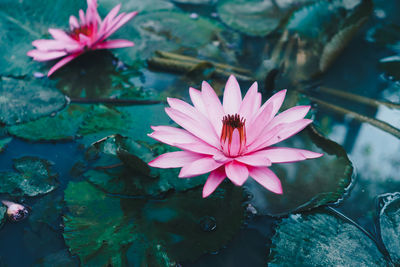 Close-up of pink water lily in lake