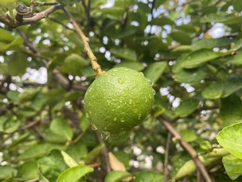 Close-up of fruit on tree