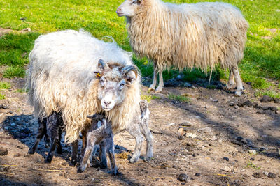 Sheep standing in a field