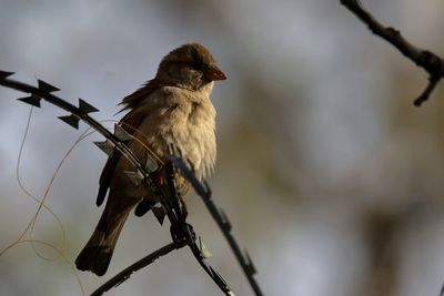 Low angle view of bird perching on branch