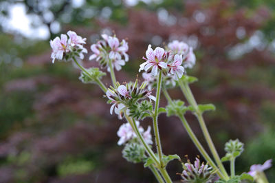 Close-up of pink flowering plant