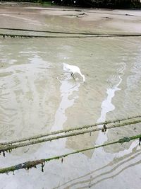 High angle view of birds on lake