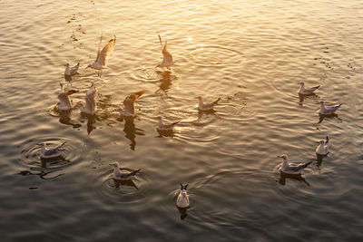 High angle view of birds swimming in lake