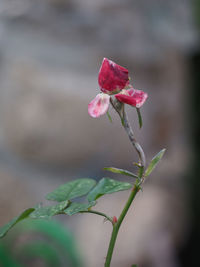 Close-up of rose plant