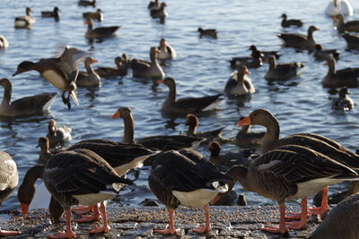 Ducks in lake