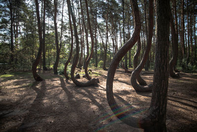 Trees in forest