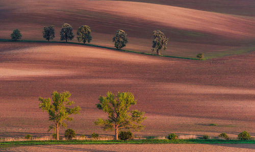 Plants growing on field