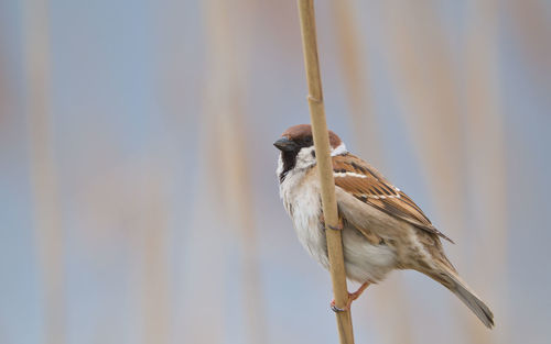 Close-up of bird perching on branch