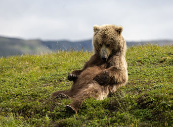 Brown bear lying on his back in the sun rubbing his belly