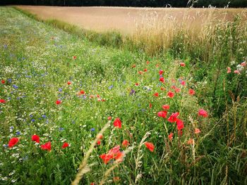 Close-up of poppy flowers growing in field