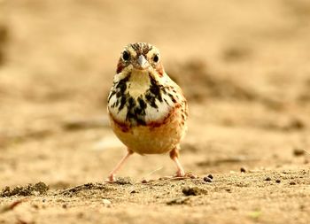 Close-up of a bird