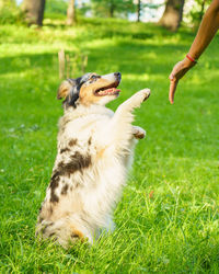 Adorable happy spotted australian shepherd dog gives paw to owners hand during walk in park