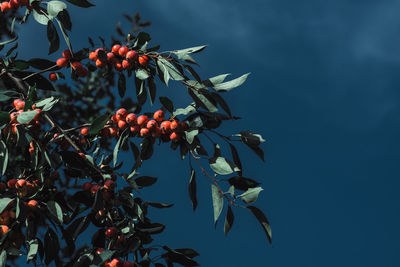 Low angle view of appeles on tree against sky