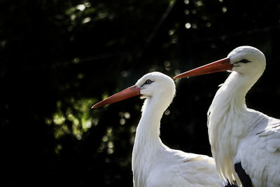 Close-up of a bird