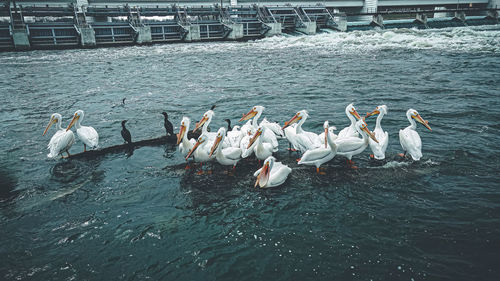 Birds in lake