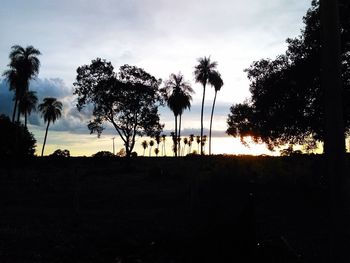 Silhouette trees on beach against sky