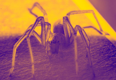 Close-up of spider