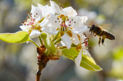 Close-up of bee pollinating flower