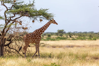 Giraffe in a field