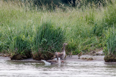 View of birds in river