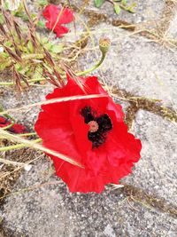 High angle view of insect on red flower