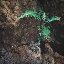 Close-up of plant growing on tree trunk