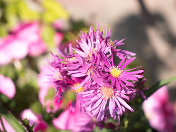 Close-up of pink flowering plant