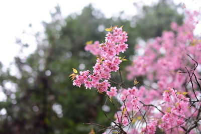 Close-up of pink cherry blossoms in spring