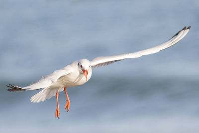 Seagull flying