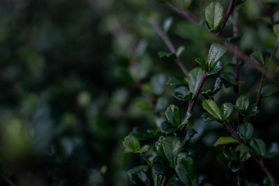 Close-up of raindrops on plant