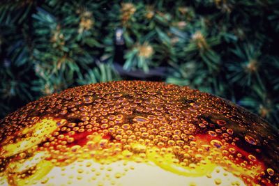Close-up of bread on plant