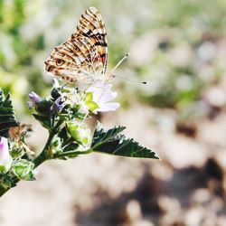 Close-up of butterfly perching on flower