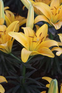 Close-up of yellow lily flowers