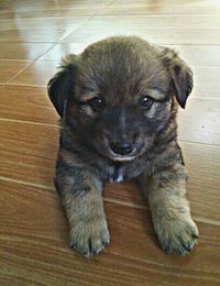 Portrait of dog standing on floor