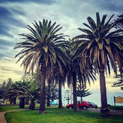 Palm trees against sky