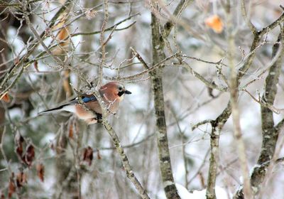 Close-up of bird perching on branch during winter