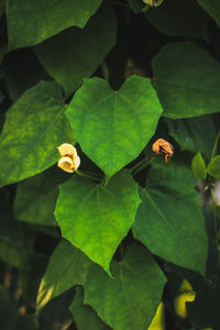 High angle view of insect on leaves