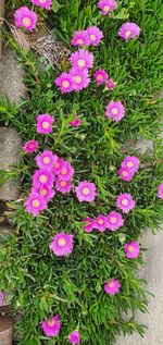 High angle view of pink flowering plants