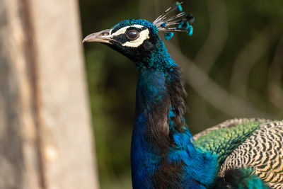 Close-up of a peacock