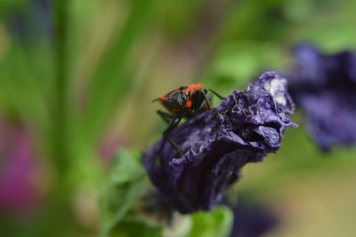 Close-up of insect on purple flower