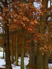 Trees in forest