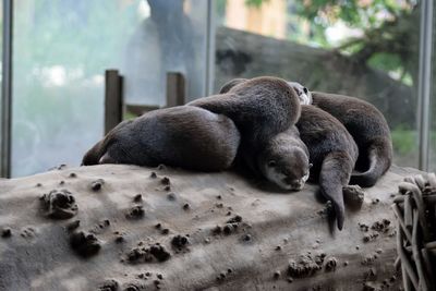 Close-up of seal relaxing on tree